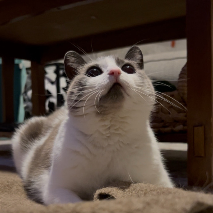 Cozy Care For Cool Cats