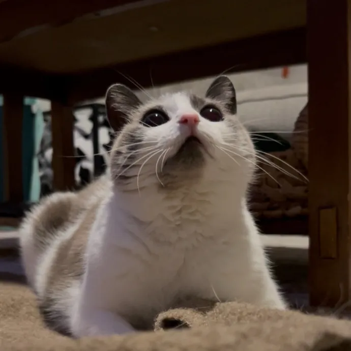 Cozy Care For Cool Cats