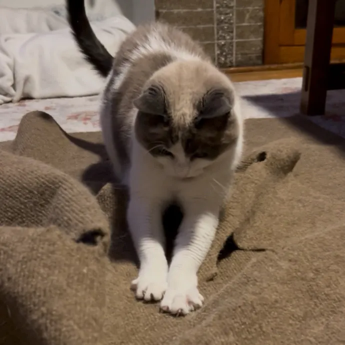 Cozy Care For Cool Cats