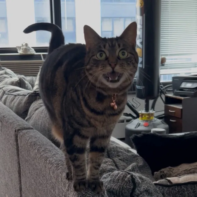 Cozy Care For Cool Cats