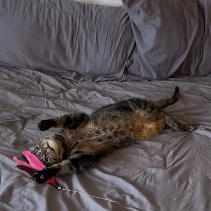 Cozy Care For Cool Cats