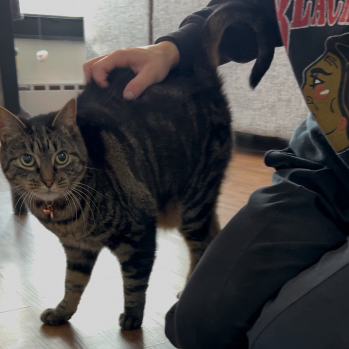 Cozy Care For Cool Cats