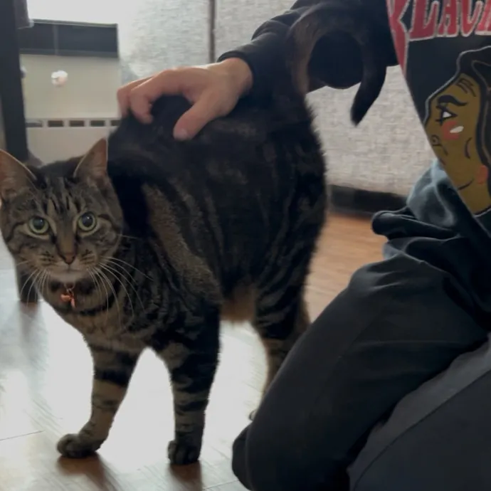 Cozy Care For Cool Cats