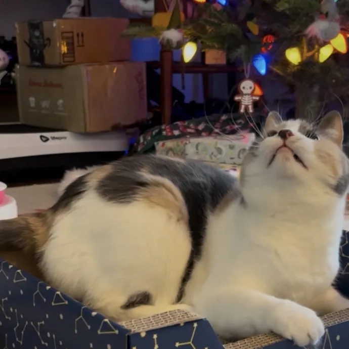 Cozy Care For Cool Cats