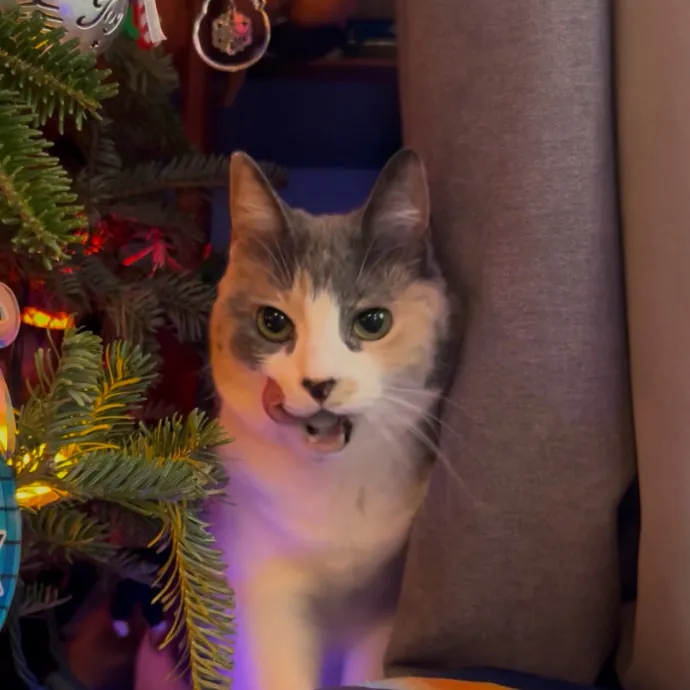 Cozy Care For Cool Cats