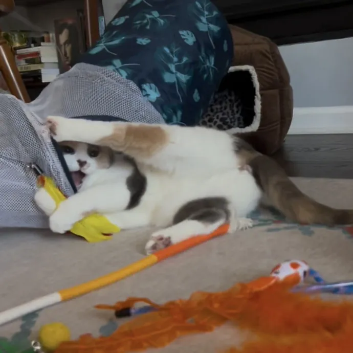 Cozy Care For Cool Cats