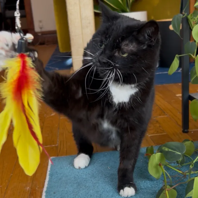 Cozy Care For Cool Cats