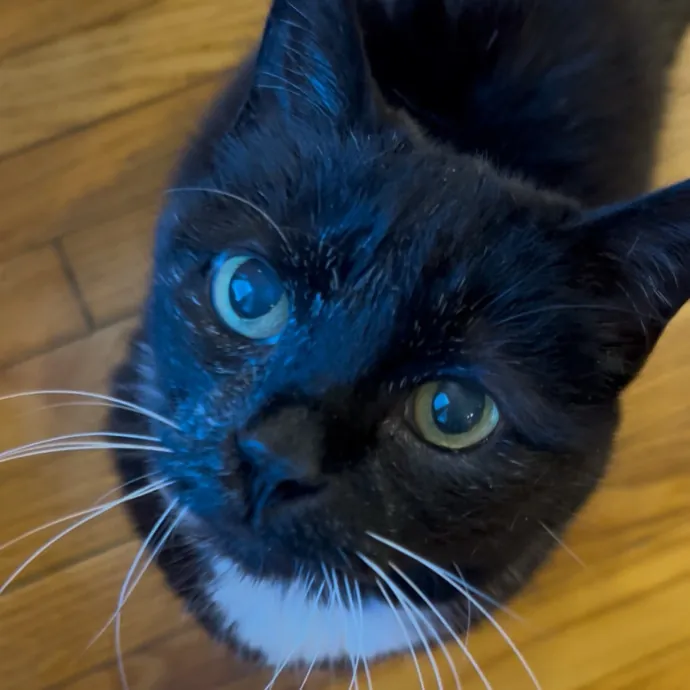 Cozy Care For Cool Cats