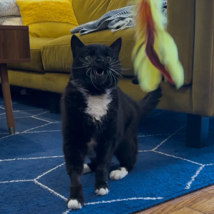 Cozy Care For Cool Cats