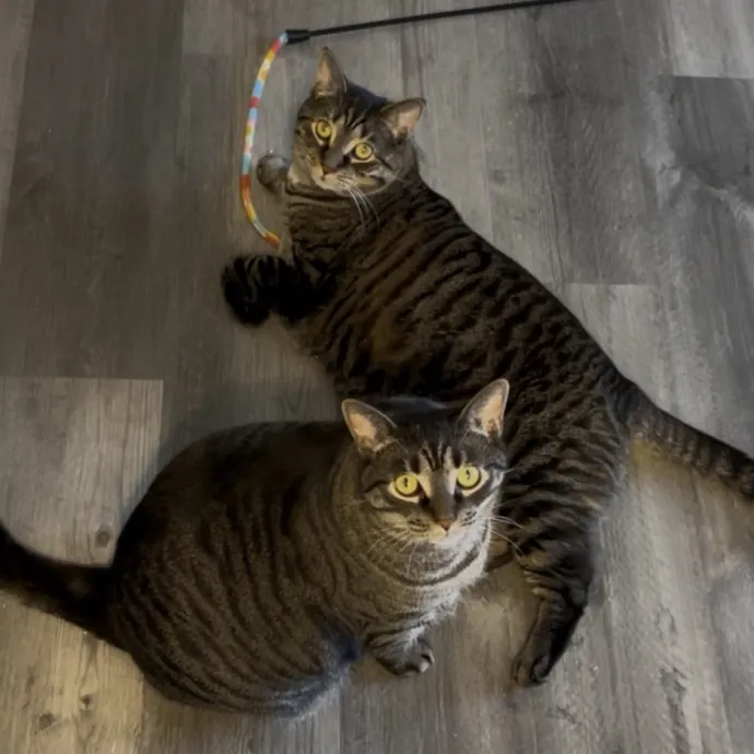 Cozy Care For Cool Cats