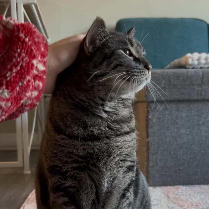 Cozy Care For Cool Cats