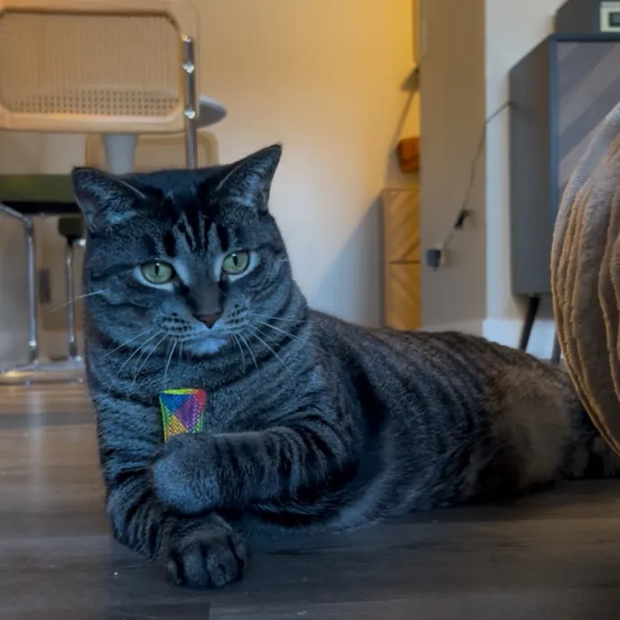 Cozy Care For Cool Cats