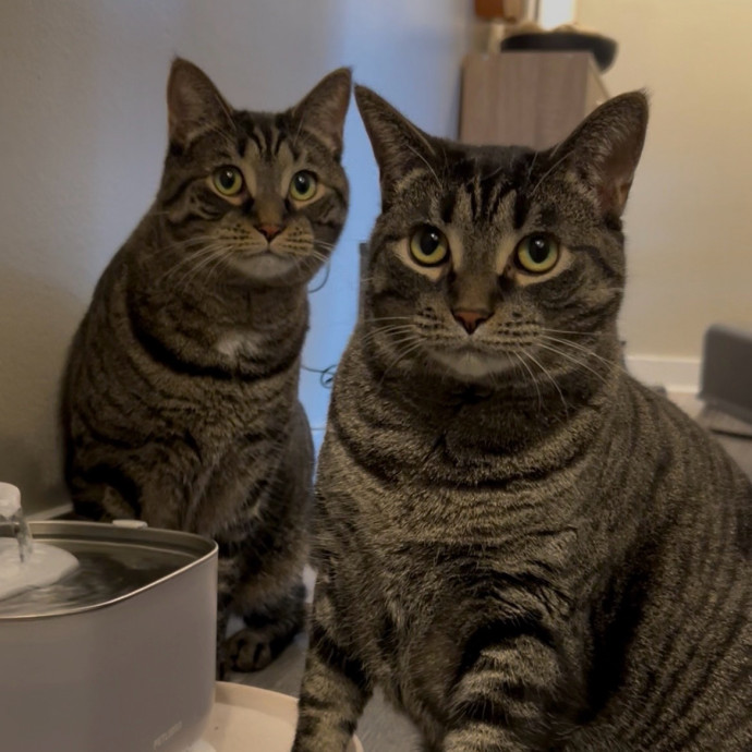 Cozy Care For Cool Cats