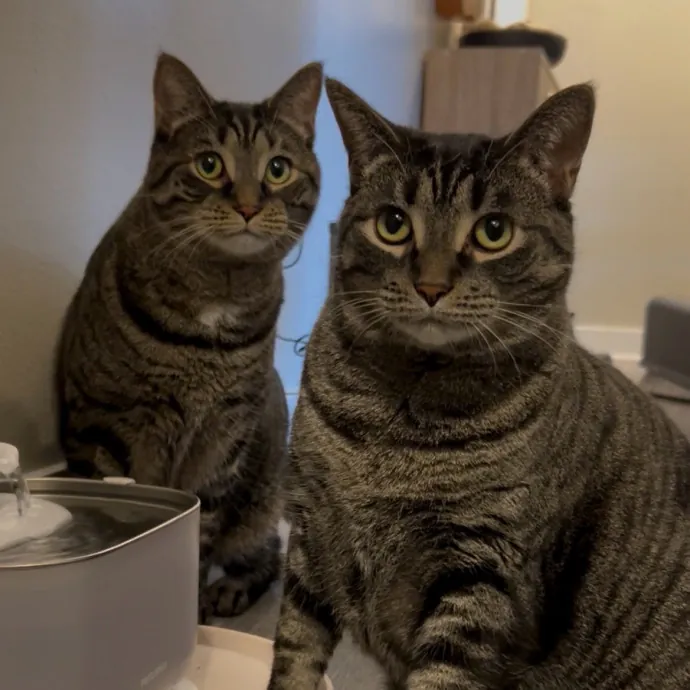 Cozy Care For Cool Cats