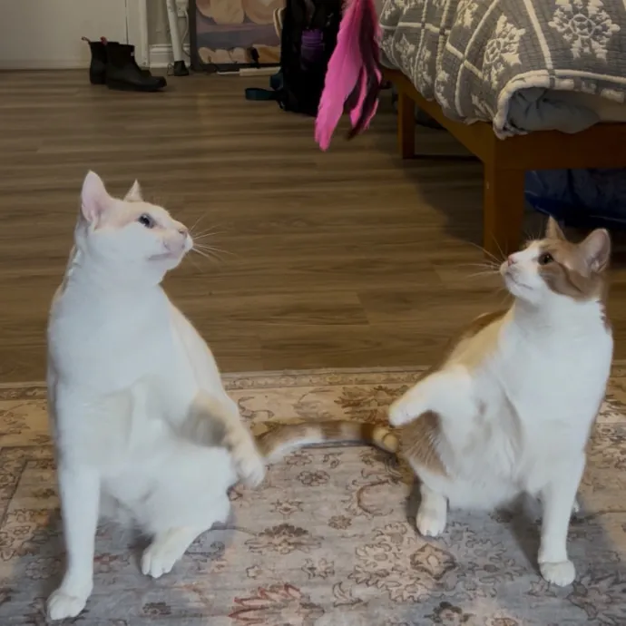 Cozy Care For Cool Cats