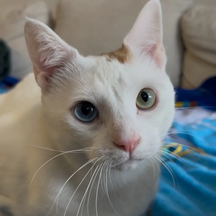 Cozy Care For Cool Cats