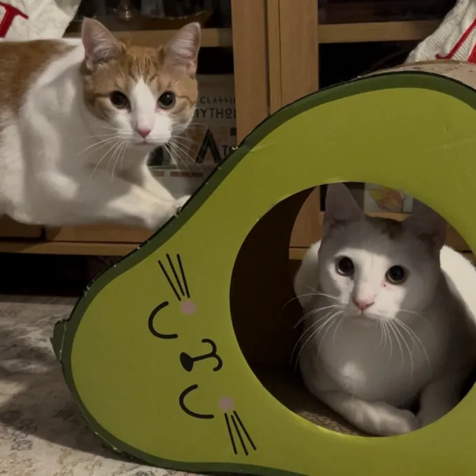 Cozy Care For Cool Cats