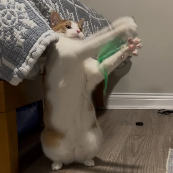 Cozy Care For Cool Cats