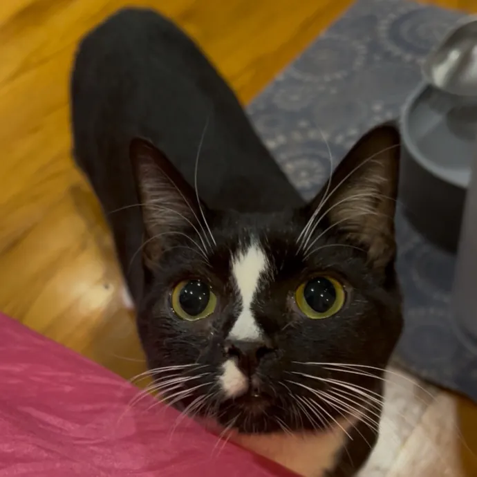 Cozy Care For Cool Cats