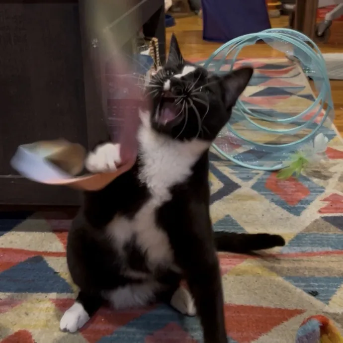 Cozy Care For Cool Cats