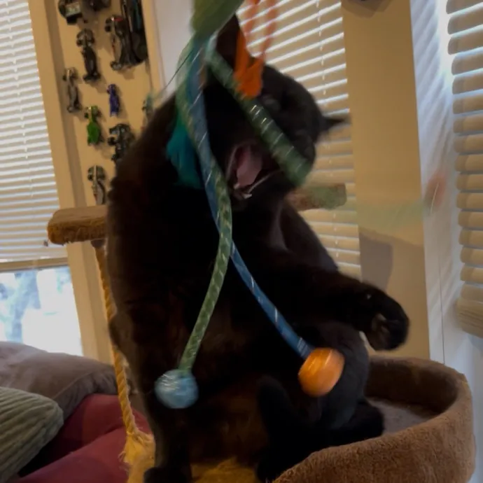 Cozy Care For Cool Cats