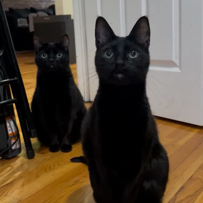 Cozy Care For Cool Cats