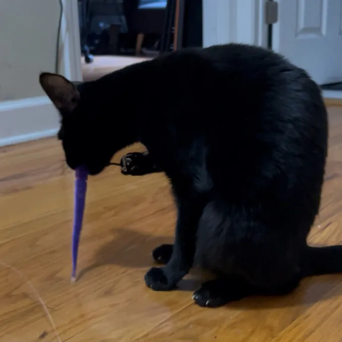 Cozy Care For Cool Cats