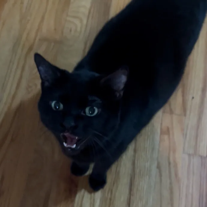 Cozy Care For Cool Cats