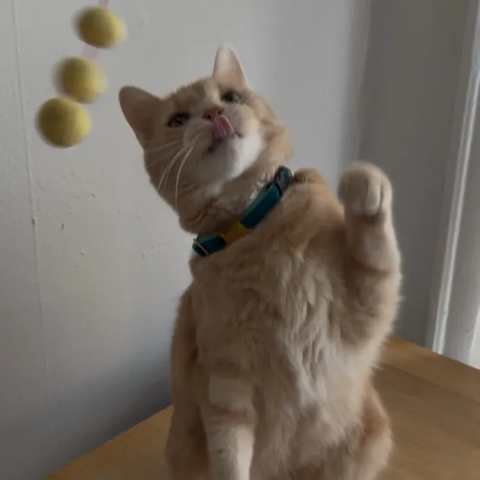 Cozy Care For Cool Cats