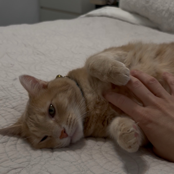 Cozy Care For Cool Cats