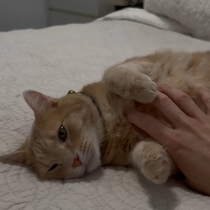 Cozy Care For Cool Cats