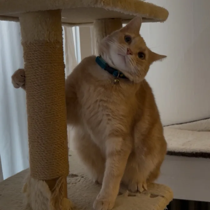 Cozy Care For Cool Cats