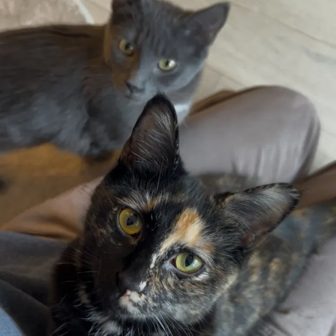 Cozy Care For Cool Cats