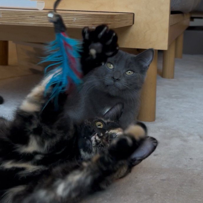 Cozy Care For Cool Cats