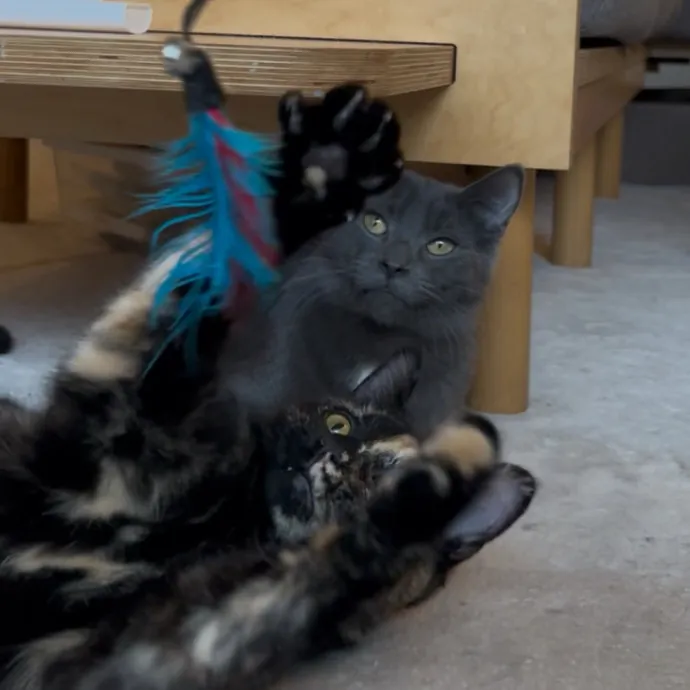 Cozy Care For Cool Cats