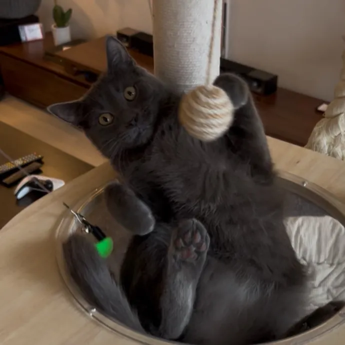 Cozy Care For Cool Cats