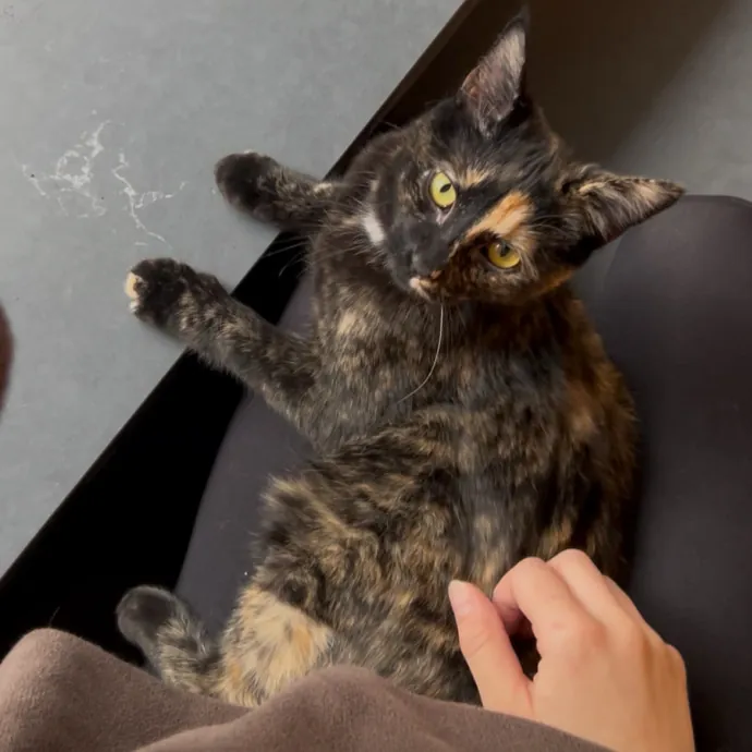 Cozy Care For Cool Cats