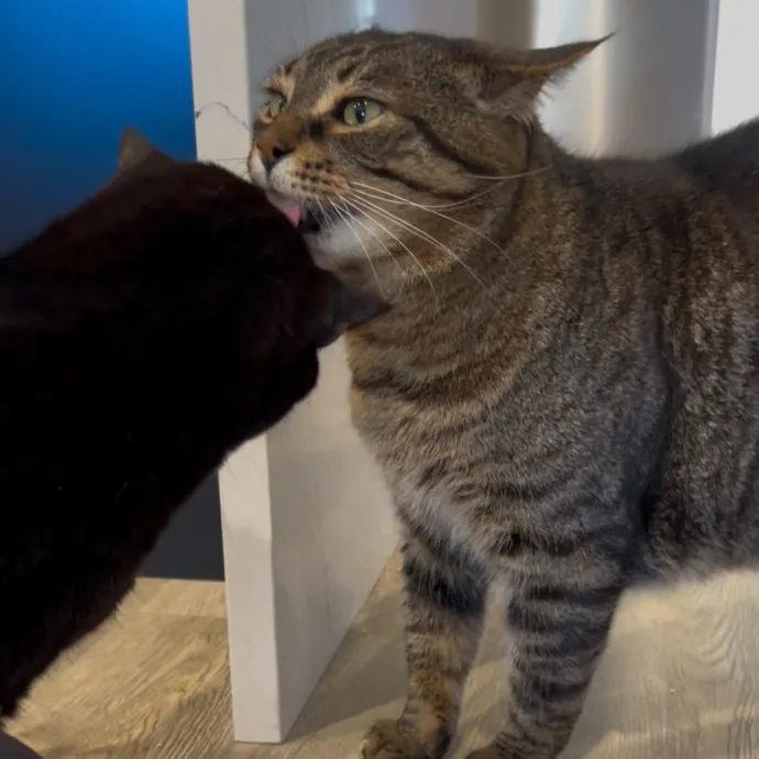 Cozy Care For Cool Cats