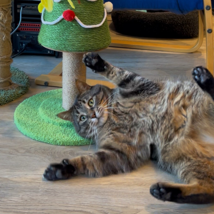 Cozy Care For Cool Cats