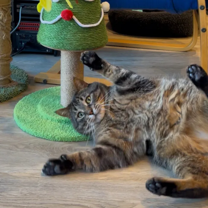 Cozy Care For Cool Cats