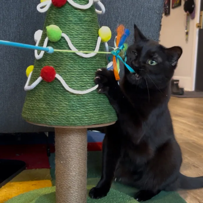 Cozy Care For Cool Cats