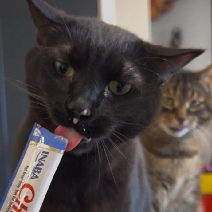 Cozy Care For Cool Cats