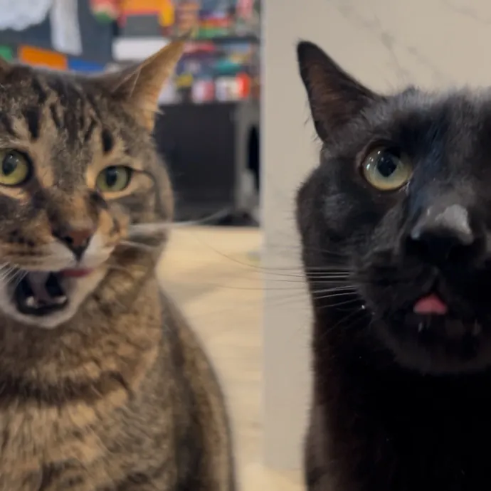 Cozy Care For Cool Cats