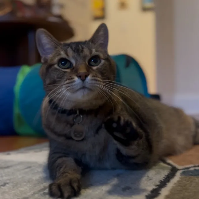 Cozy Care For Cool Cats