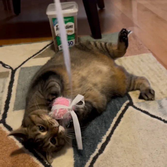 Cozy Care For Cool Cats