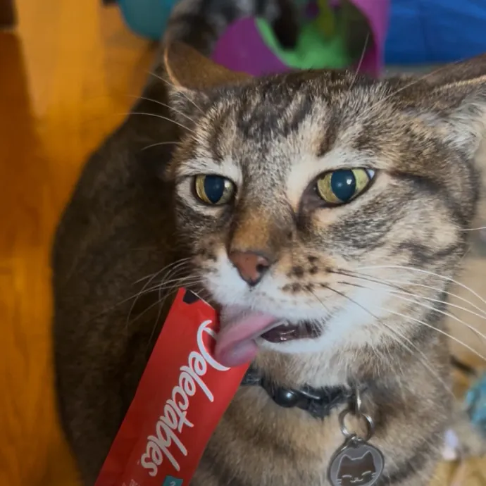 Cozy Care For Cool Cats