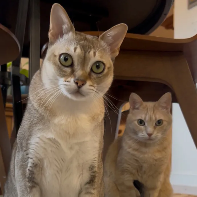 Cozy Care For Cool Cats