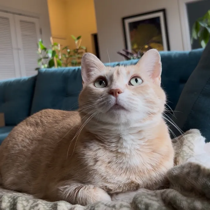 Cozy Care For Cool Cats