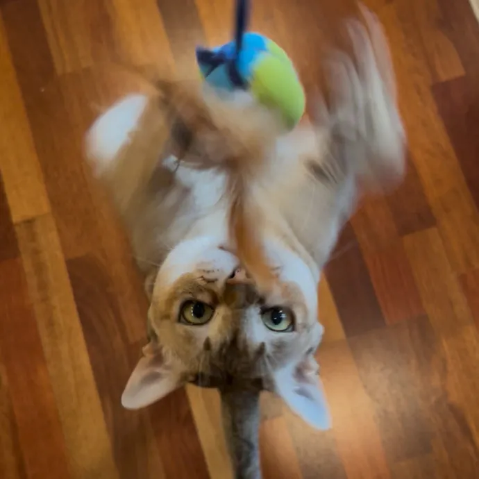 Cozy Care For Cool Cats