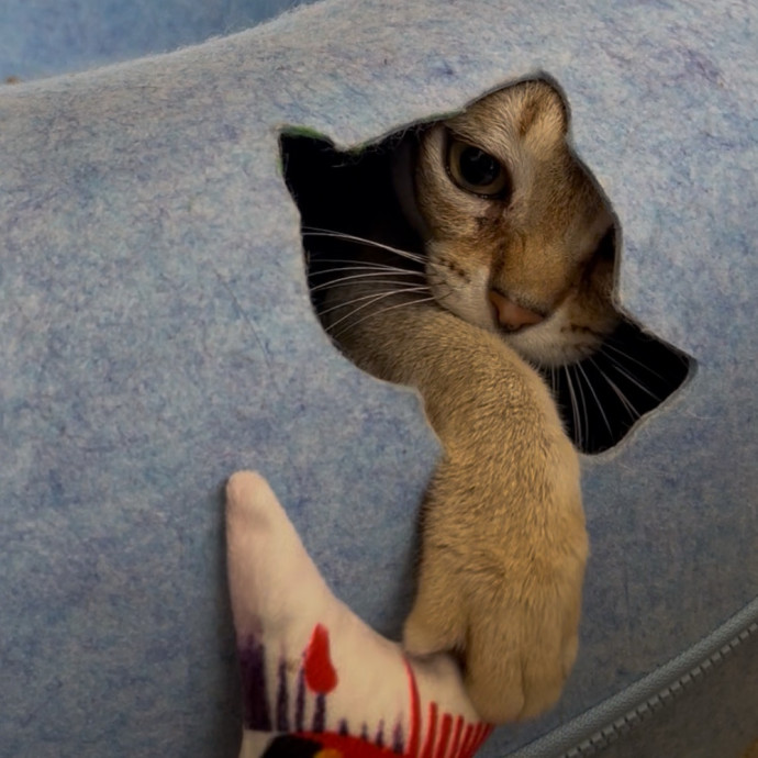 Cozy Care For Cool Cats